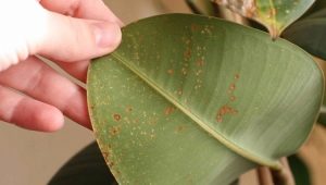 Vše o chorobách listů gumového fíkusu