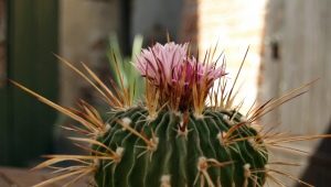 Choisir des engrais pour les cactus