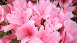 Azalea dried up: why did it happen and how to revive it?
