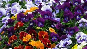 Pansies: features, planting and care