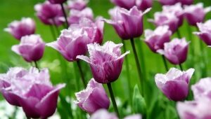 Tulpen met franjes: kenmerken en beste variëteiten