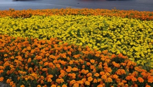 Marigolds: egenskaber, sorter, nuancer af dyrkning