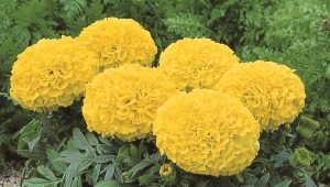 Laagblijvende goudsbloemen: variëteiten en teeltregels