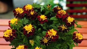 Rejected marigolds: varieties and growing rules