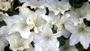 Witte azalea's: soorten en verzorging thuis