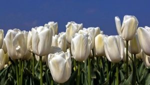 Tulipes blanches: description, variétés et culture