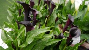 Zwarte calla lelies: variëteiten en hun teelt in een pot