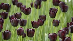 Černé tulipány: popis, odrůdy a pěstování