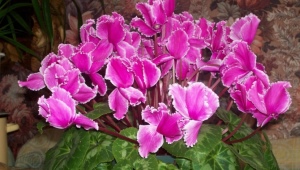 Persian cyclamen: species and cultivation at home