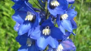 Delphinium large-flowered: varieties and features of care