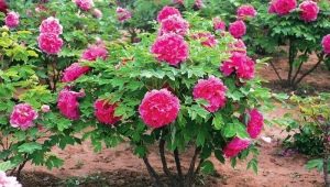 Tree peonies: variety names, planting and care