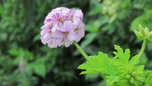 Geurige geranium: beschrijving, variëteiten, aanplant en verzorging