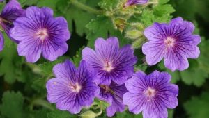 Geranium cambridge: popis a vlastnosti pěstování