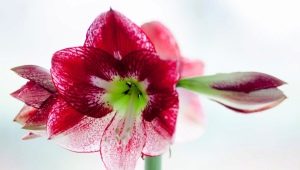 Hippeastrum: description, types, features of planting and reproduction