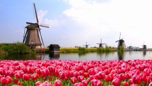 Hollandske tulipaner: sorte sorter og tips til dyrkning