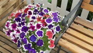 Characteristics and cultivation of petunias of the Hulahup series