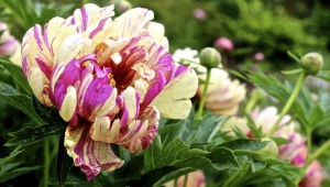 Ito-peonies: description of varieties, planting and care