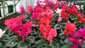 How to store and plant cyclamen tubers?