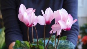 How to properly water cyclamen at home?