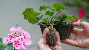 How to propagate geraniums correctly?