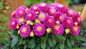 How to grow dahlias from seeds?