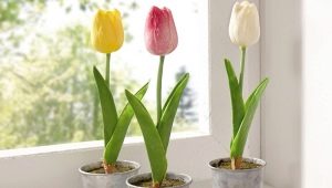 Hoe tulpen thuis in een pot te kweken?