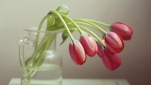 Come far crescere i tulipani a casa in acqua?