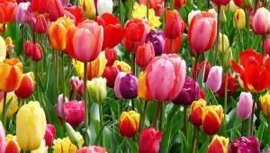 How to grow tulips from seeds?