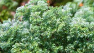 Cypress: types, planting rules and care features
