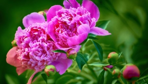 When and how to transplant peonies correctly?