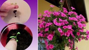 When and how is it correct to dive a petunia after germination?