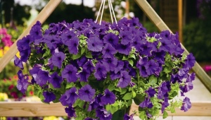 When and how to plant ampelous petunia for seedlings?