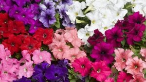 Falcon series petunias overview