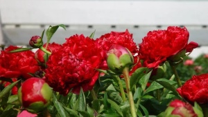 Description and secrets of growing peonies Command performance