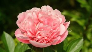Description and cultivation of peonies Etched Salmon