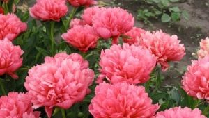 Description of Lorelei peonies and the rules for their cultivation