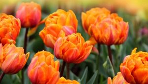 Tulipani arancioni: varietà popolari, semina e cura