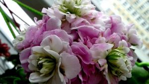 Pelargoniums PAC Viva: popis odrůd a péče