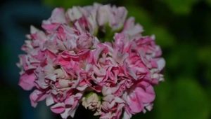 Pelargonium Yug: features of varieties and cultivation
