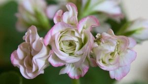 天竺葵玫瑰花蕾：品种和护理特征的描述