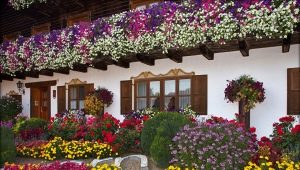 Petunias in landscape design: planting and beautiful design of the site