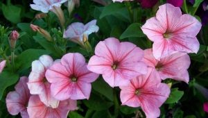 Petunia ibrida: tipi e sottigliezze di coltivazione
