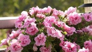 Terry petunia: varieties and tips for growing
