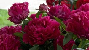 Peonies Adolph Russo: description of the variety, features of planting and care