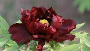 Peonies Black Beauty: descripción, características de plantación y cuidado.