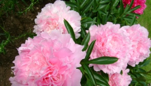 Dinner plate peonies: description, planting and care features