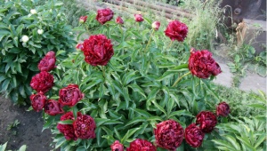 Peonies Highlight: description of the variety, subtleties of planting and care