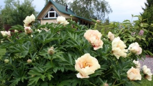 Peonies Canari diamonds: description of the variety, subtleties of planting and care