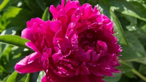 Peonies Karl Rosenfeld: description of the variety and features of its cultivation