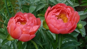 Peonies Coral: description and features of cultivation